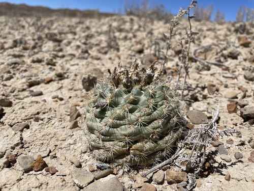 Mesa Verde Fishhook Cactus (Sclerocactus mesae)