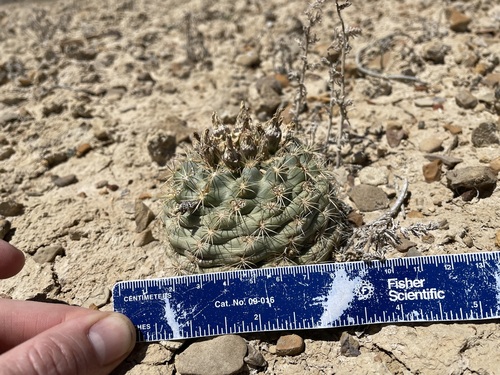 Image of Sclerocactus mesae by (c) Martin Purdy, some rights reserved (CC BY)