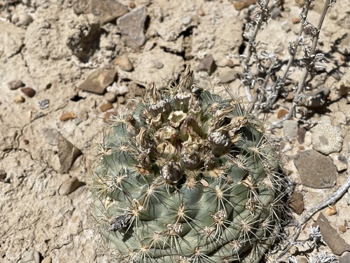 Sclerocactus mesae-verdae