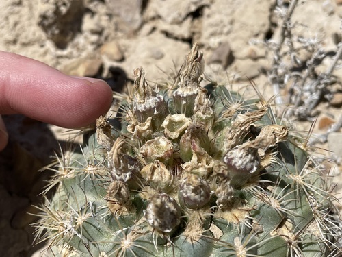 Sclerocactus mesae-verdae