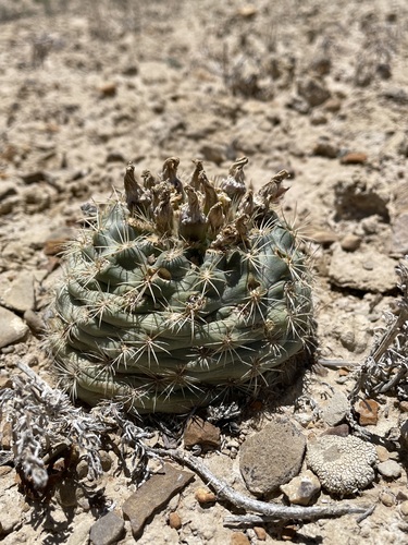 Sclerocactus mesae-verdae