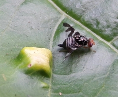 Cecidochares connexa