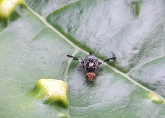 Cecidochares connexa