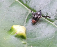 Cecidochares connexa