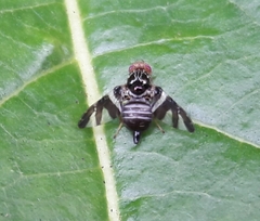 Cecidochares connexa