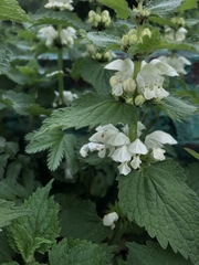 Lamium album