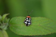 Alagoasa bipunctata perennis