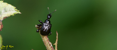 Compsapoderus erythropterus