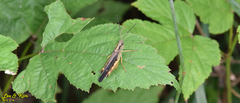 Megaulacobothrus aethalinus