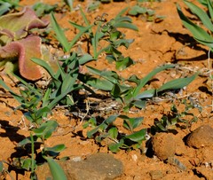 Asparagus multituberosus
