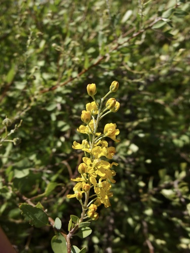 Echinopterys eglandulosa, photograph 5