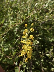 Echinopterys eglandulosa, photograph (c) Sue Carnahan, some rights reserved (CC BY)