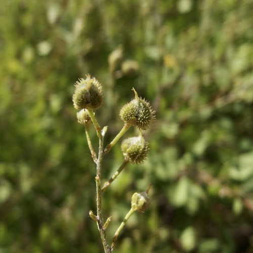 Echinopterys eglandulosa, photograph 6