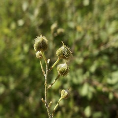 Echinopterys eglandulosa, photograph (c) Sue Carnahan, some rights reserved (CC BY)