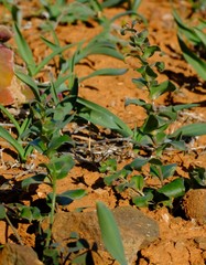 Asparagus multituberosus