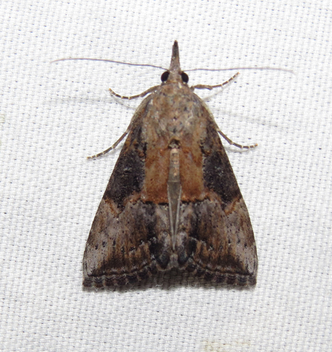 Green Cloverworm Moth, photo 6 of 10
