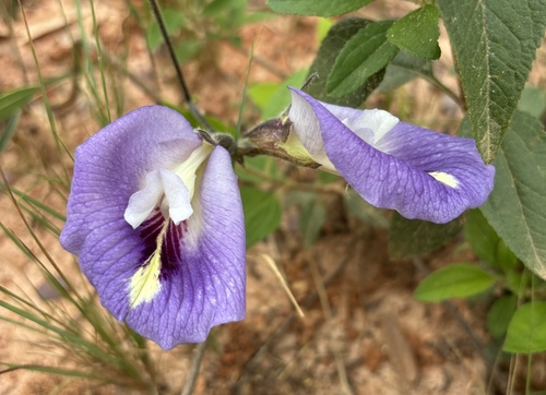 Image of Clitoria guianensis by (c) Nancy Overholtz, some rights reserved (CC BY-SA)