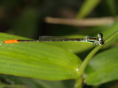 Agriocnemis femina femina