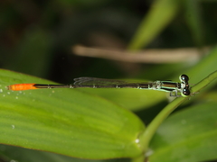 Agriocnemis femina femina