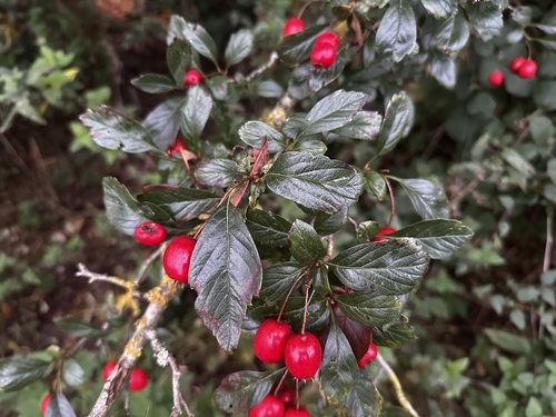 Crataegus X grignonensis