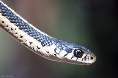 Thamnophis elegans elegans