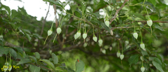 Styrax japonicus