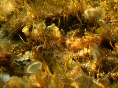 Lipophrys trigloides