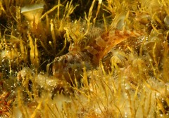 Lipophrys trigloides