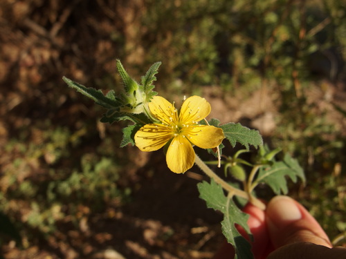 Image of Mentzelia adhaerens by (c) Sue Carnahan, some rights reserved (CC BY)