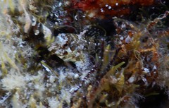 Lipophrys trigloides