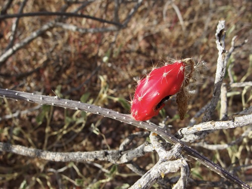 Image of Peniocereus striatus by (c) Sue Carnahan, some rights reserved (CC BY)