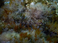 Lipophrys trigloides