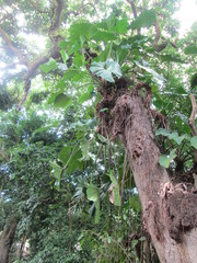 Anthurium grandifolium