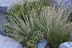 Melica stricta