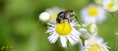 Lasiotrichius succinctus