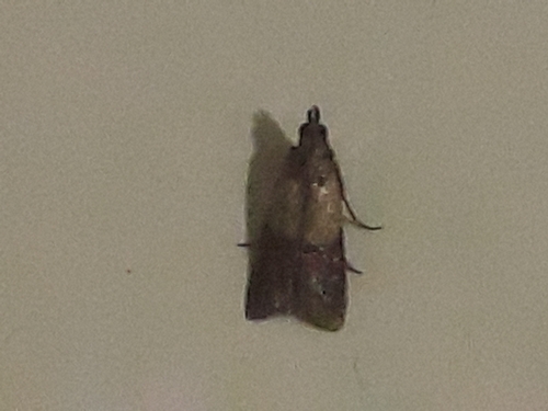 Plodia interpunctella
