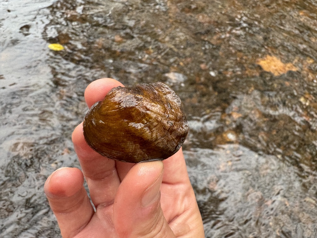 Three-ridge Mussel in November 2024 by kingjenna · iNaturalist