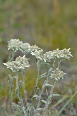 Leontopodium