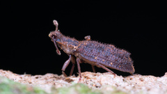 Zopheridae