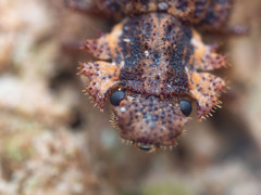 Zopheridae