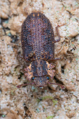 Zopheridae