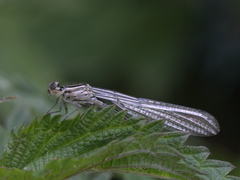 Coenagrion
