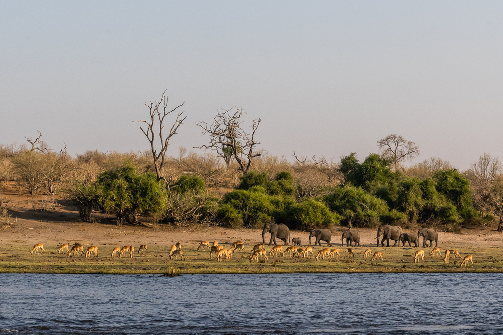 Aepyceros melampus melampus, Chobe, BW-CH, BW-CH-CH, BW, by elisabraz