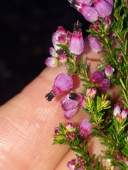 Erica nutans