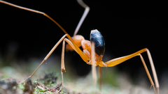 Leptomyrmex pallens