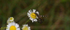 Leptura annularis