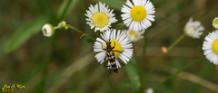 Leptura annularis
