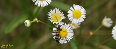 Leptura annularis