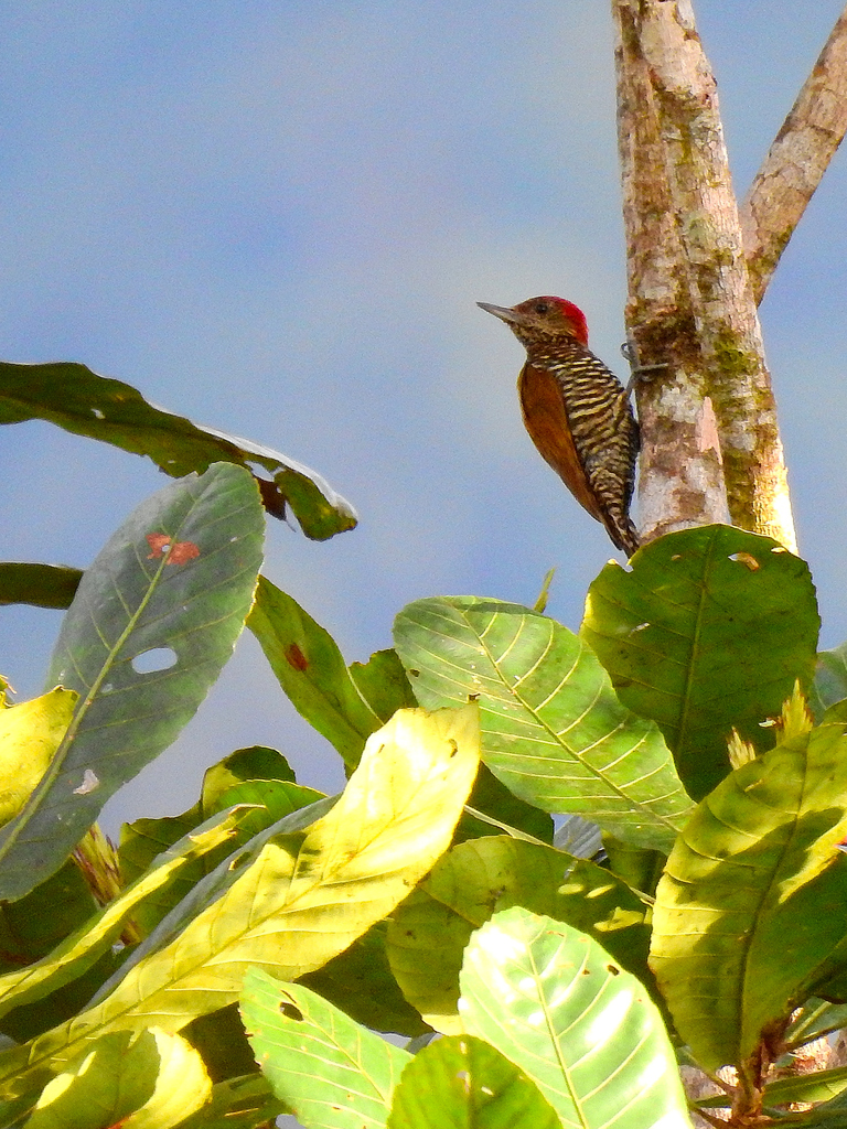 Choco Woodpecker photo