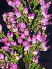 Erica nutans